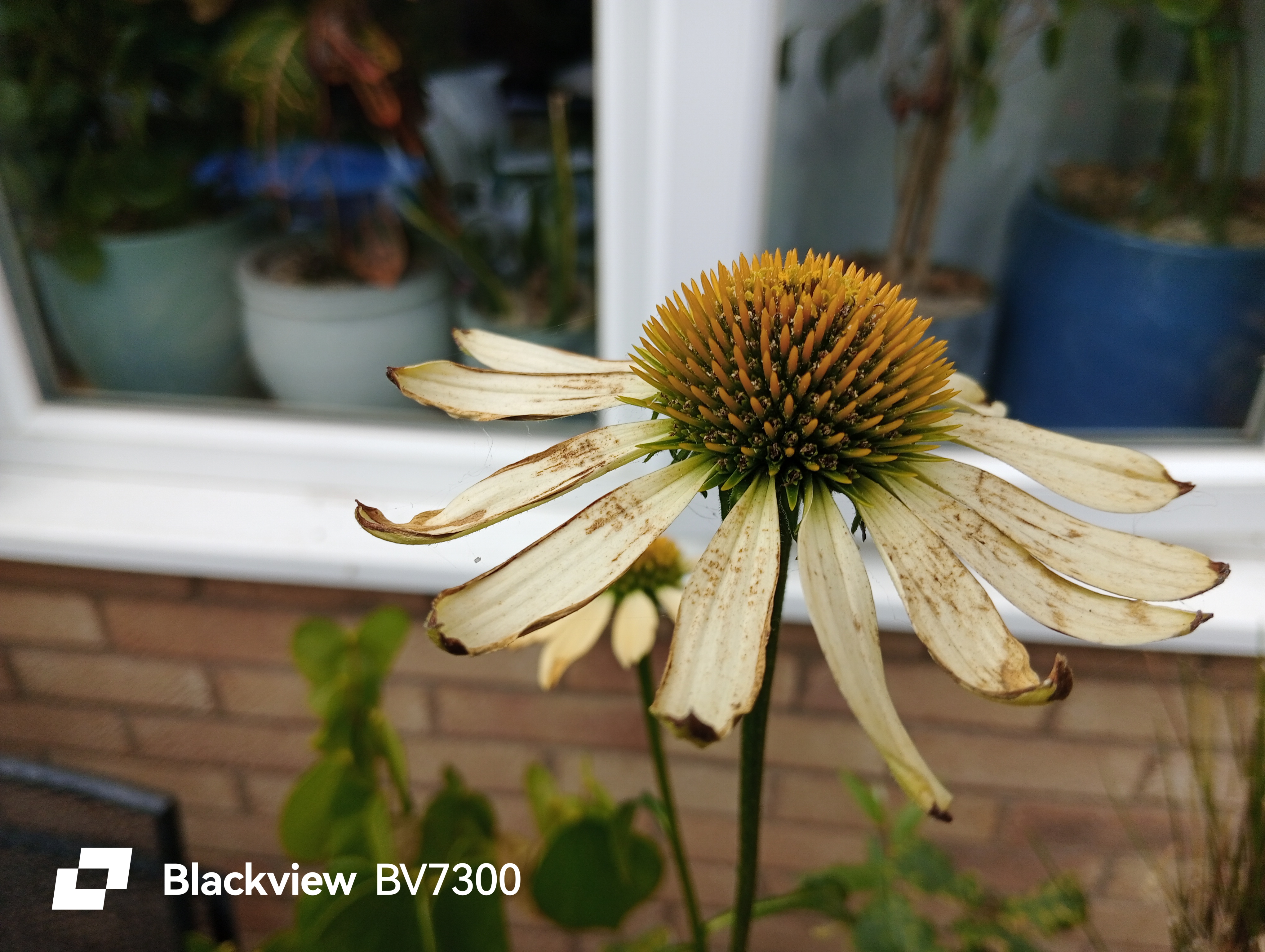Blackview BV7300 Example images