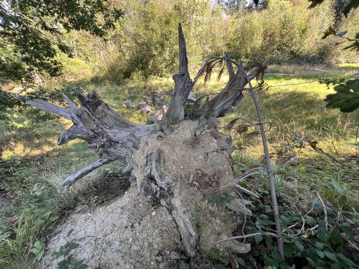 An upturned tree trunk with photo filter applied