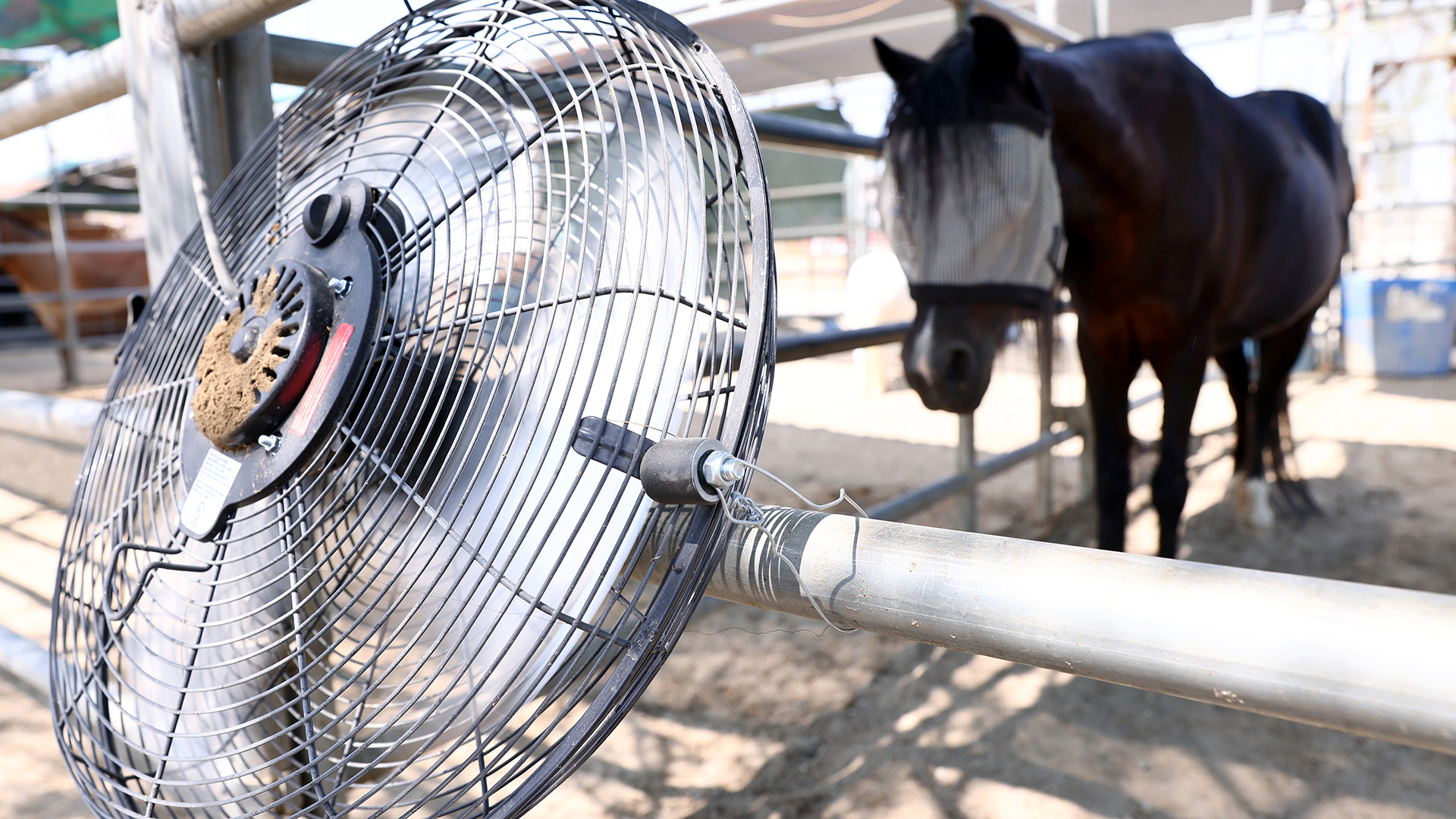 A close up of a circular metal fan tied to a fence post with a horse wearing eye blinders in the background.