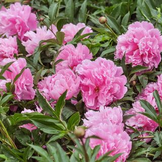 light pink peonies flowers with green leaves