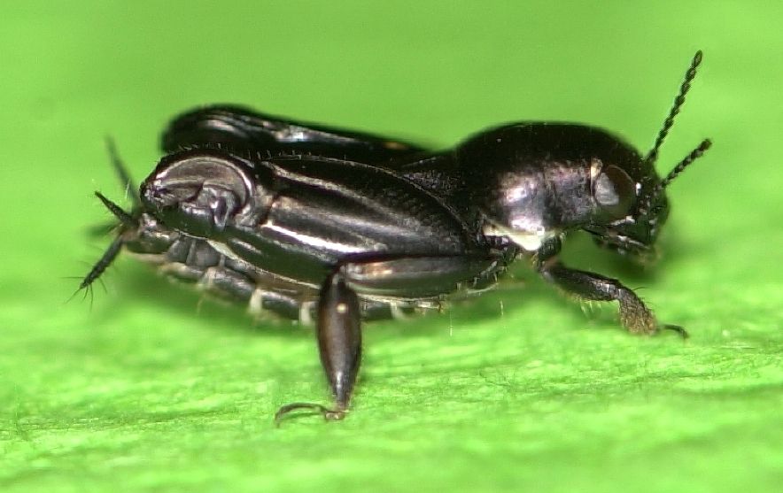 The pygmy mole cricket. 