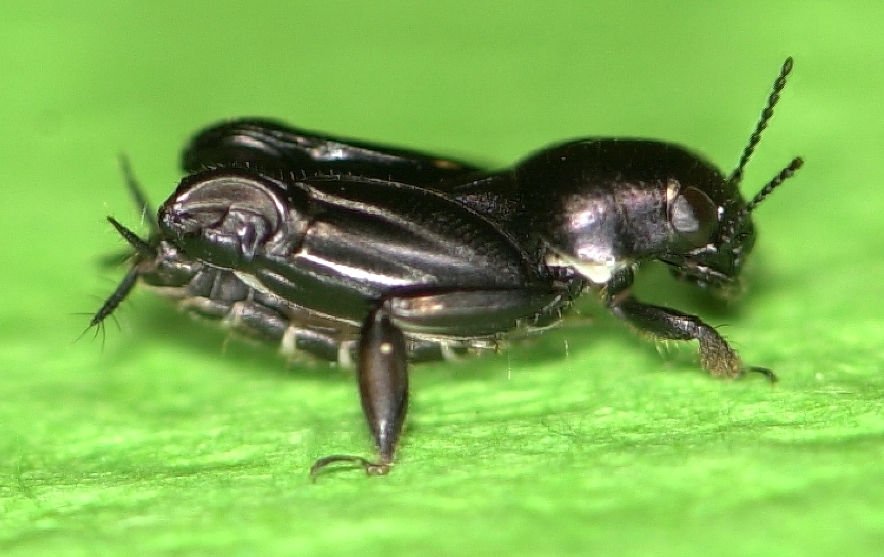 The pygmy mole cricket.