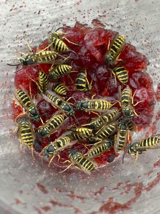 wasps in dish of jam
