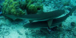 sharks, animal behavior, juvenile companions