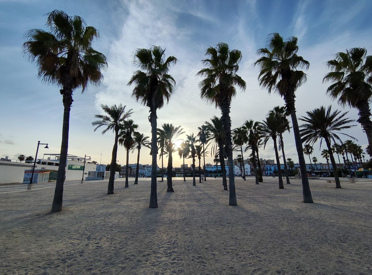 A picture of some twilight palm trees, taken on the Fairphone 6 Plus.