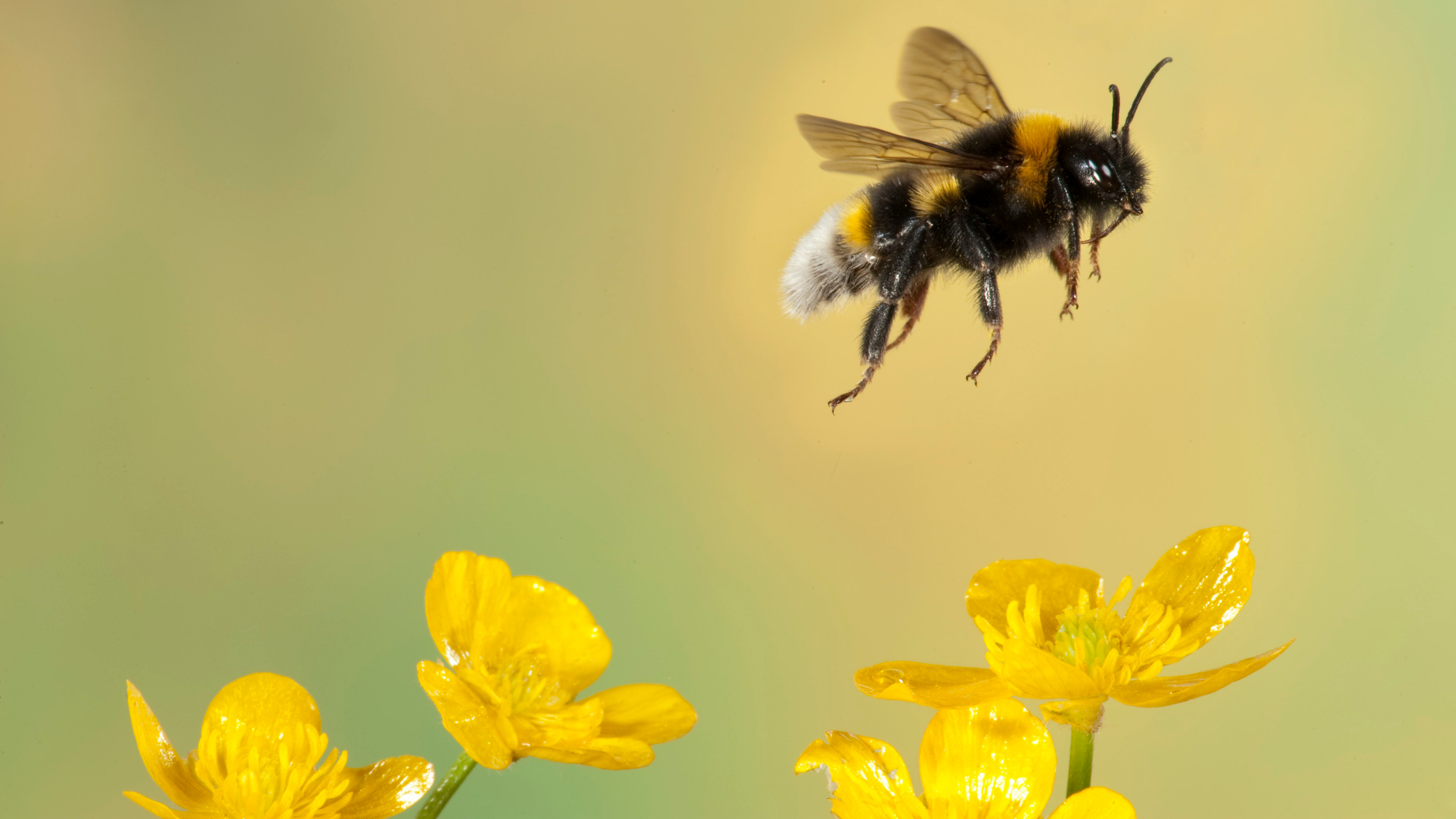 Bee flying away from yellow flower.