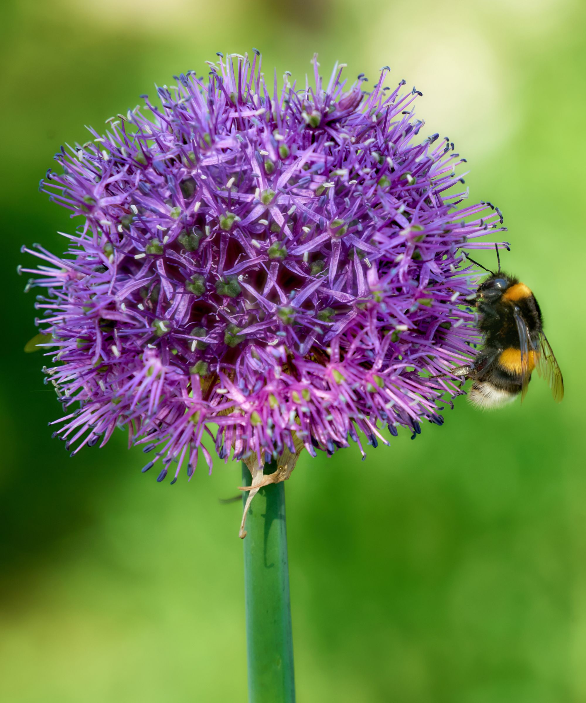 Bee feeding on purple allium flower