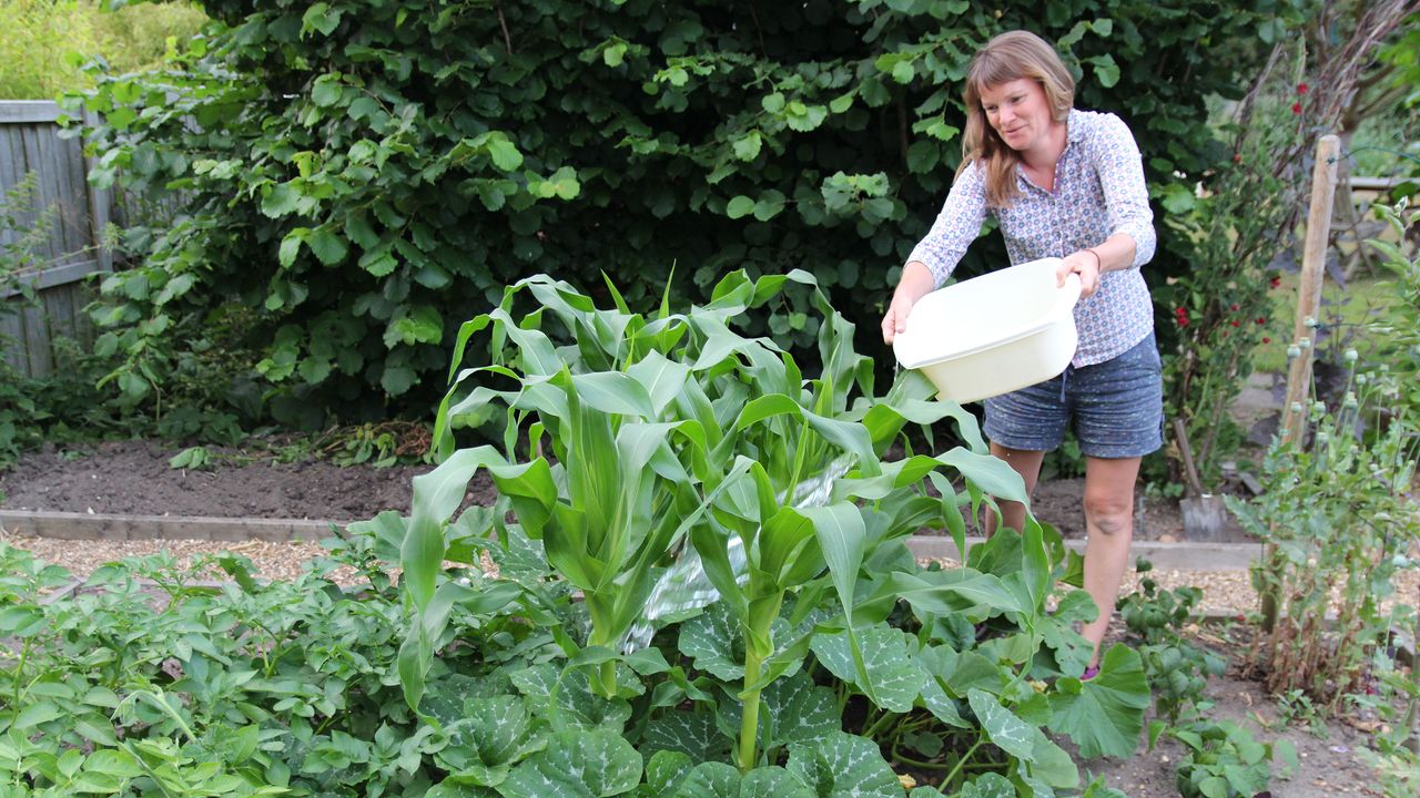 person using recycled water to water crops and plants