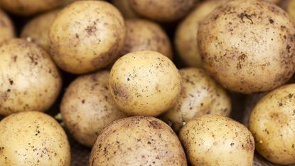 fresh harvested potatoes 