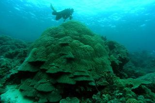 A diver inspecting large Porites coral on the Great Barrier Reef.