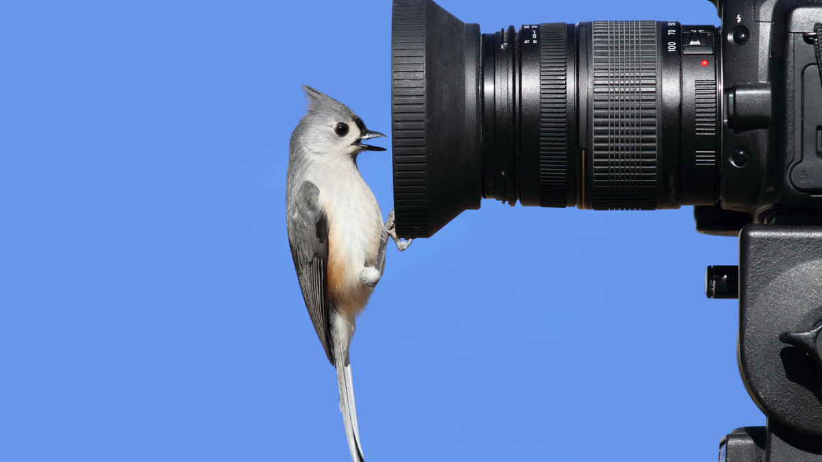 Bird sitting on the lens of a birdcam with a blue sky behind 