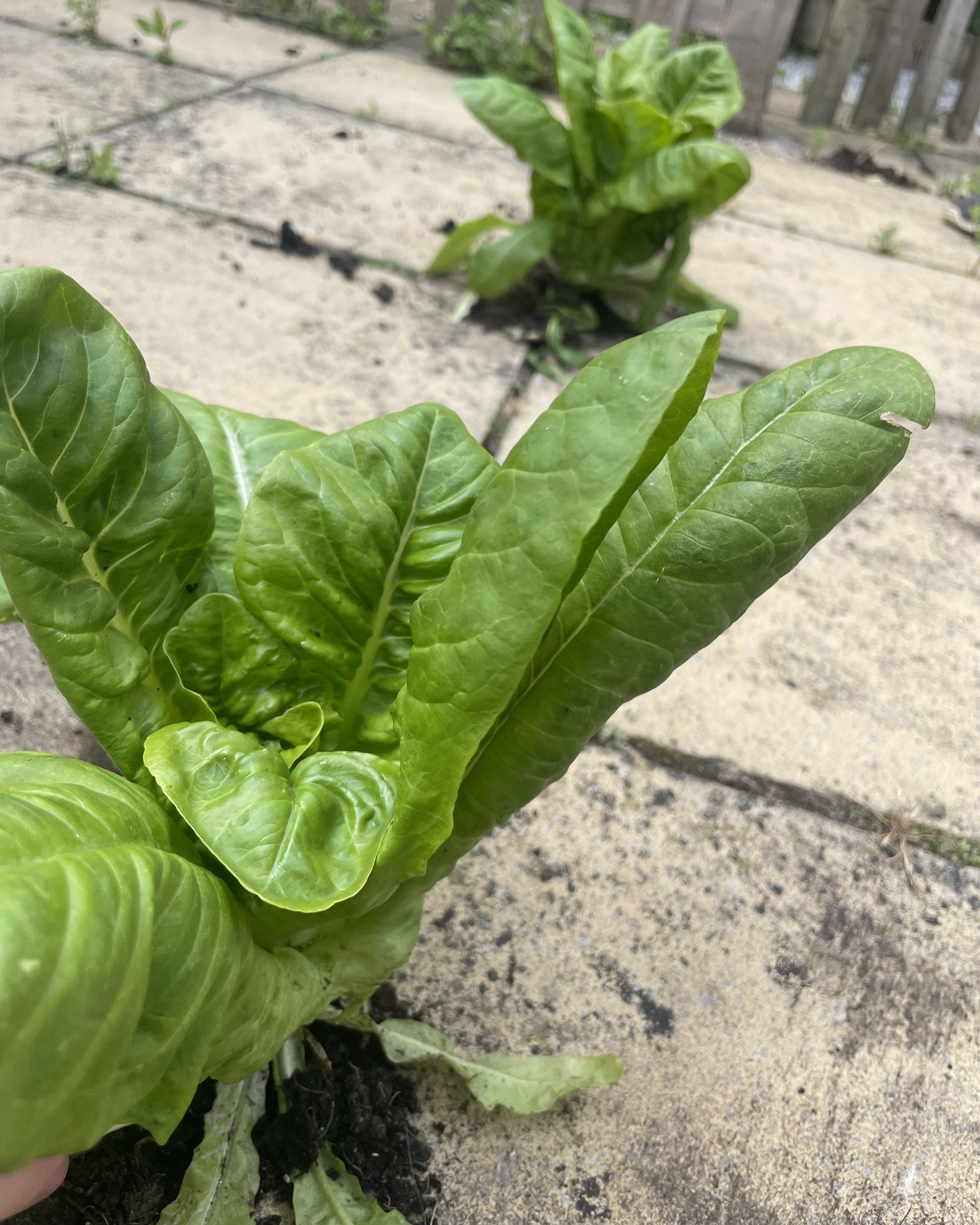 Lettuce growing out of block paving