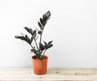 A potted black Raven ZZ Plant