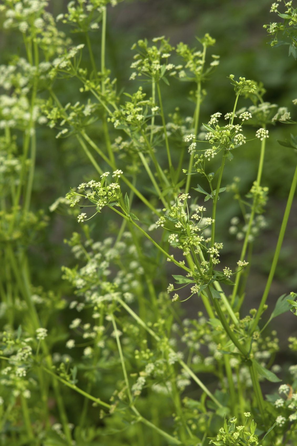 Parsley Plant