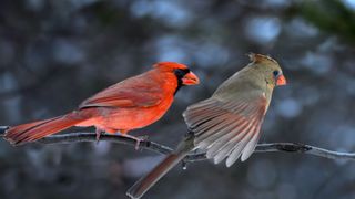 Best places for bird spotting in the US