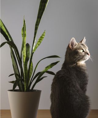 Snake plant with cat