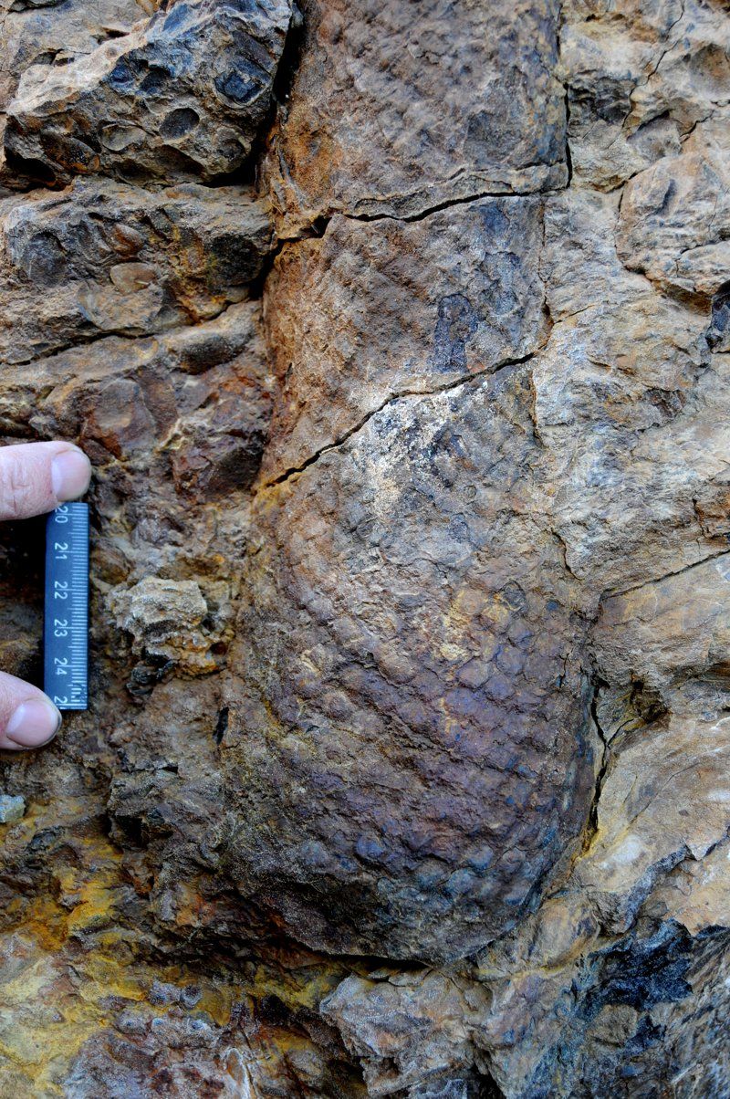 In Photos: Fossil Forest Unearthed in the Arctic | Live Science