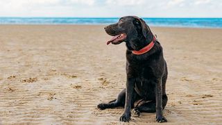 dog friendly beaches in the USA