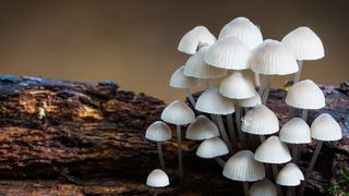 a cluster of angels bonnet fungus growing on wood