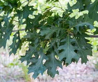 Shumard oak leaves