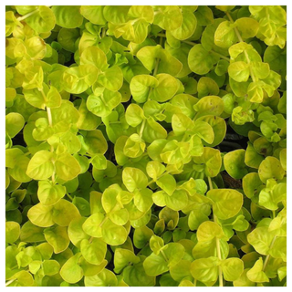 A close-up of a creeping jenny plant