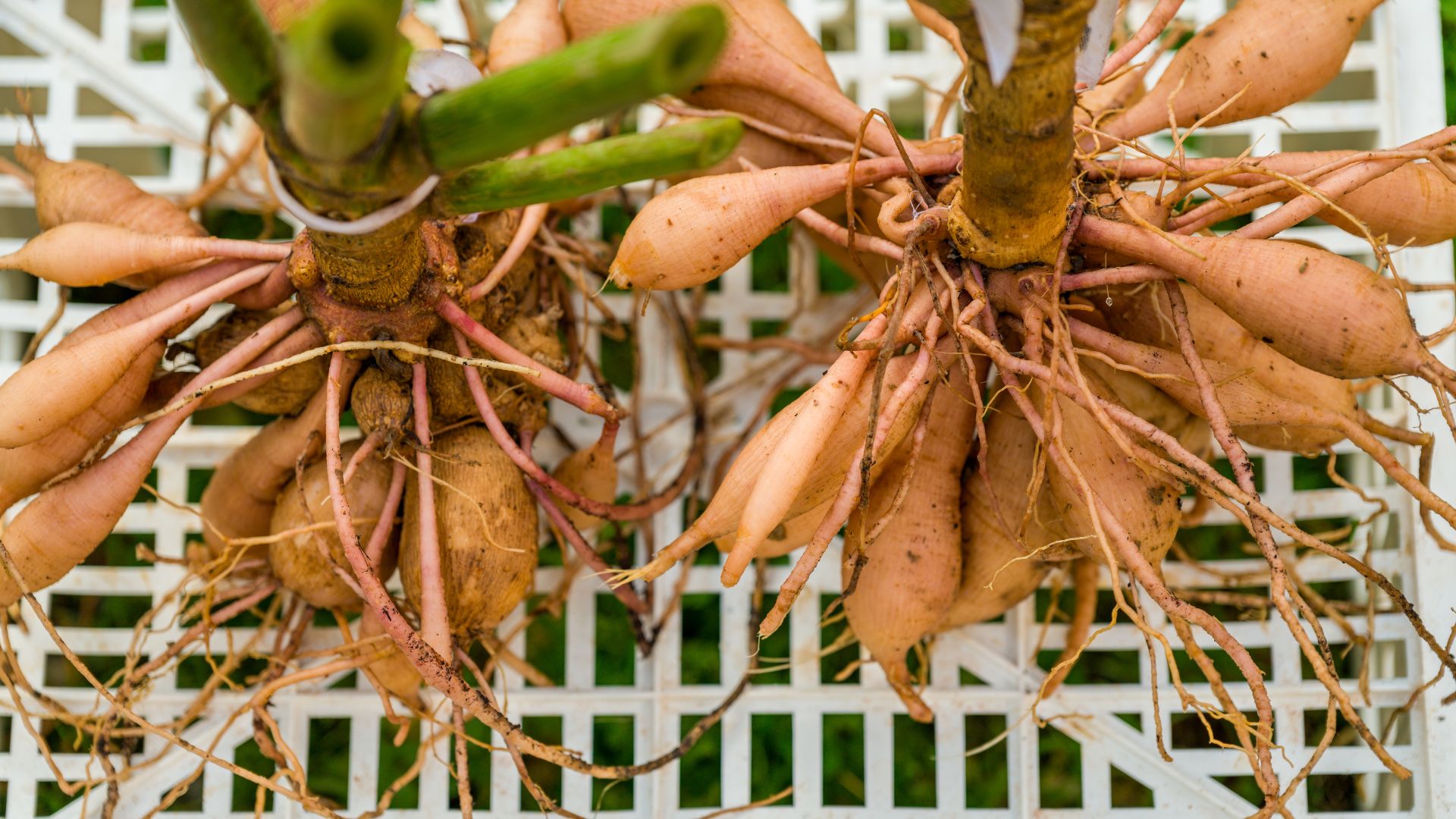 picture of dahlias tubers being stored