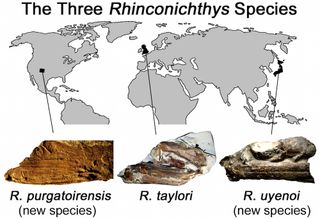 Remains from the fish genus Rhinconichthys have been found all over the world.