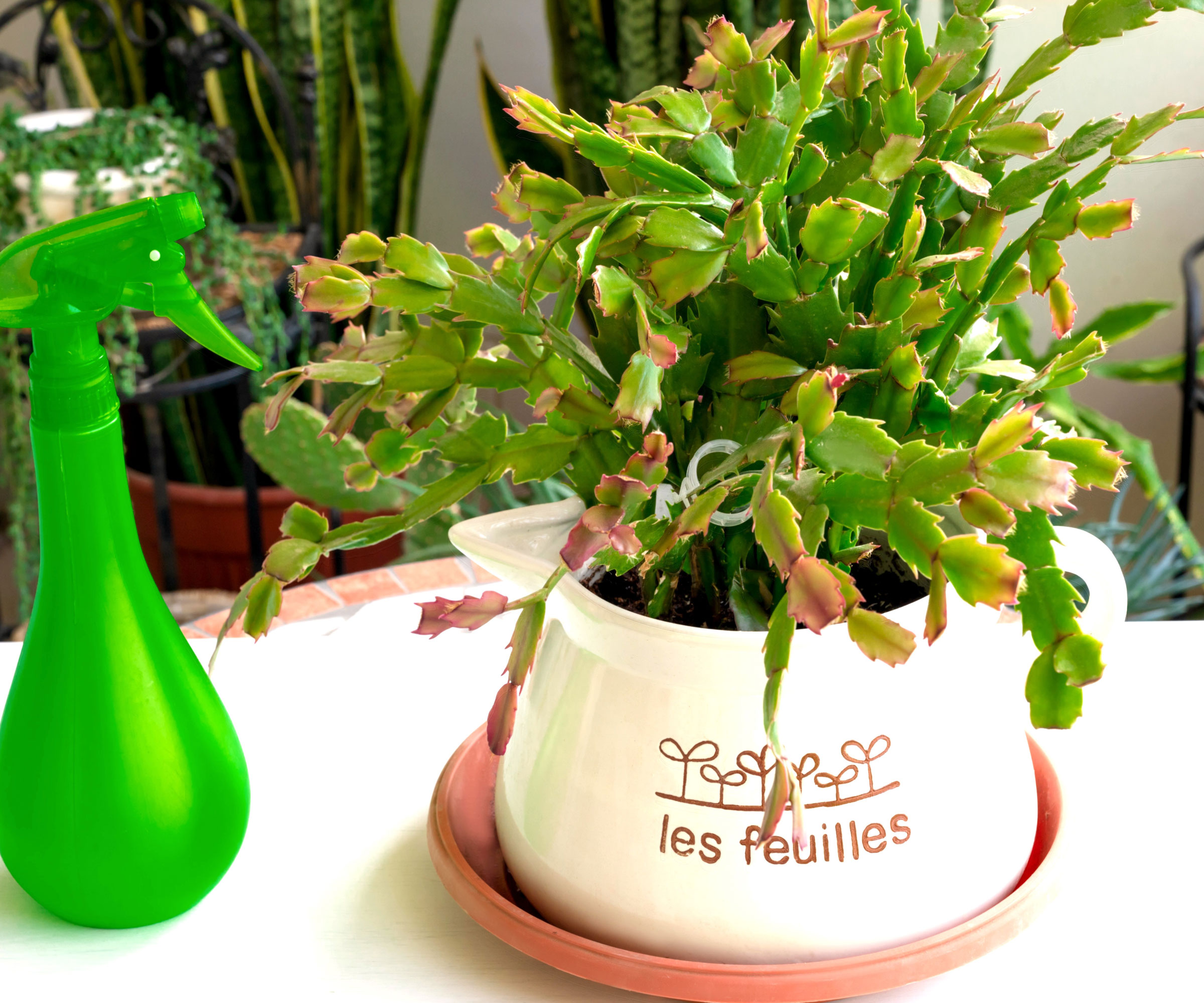 Thanksgiving cactus in ceramic pot with green humidifier