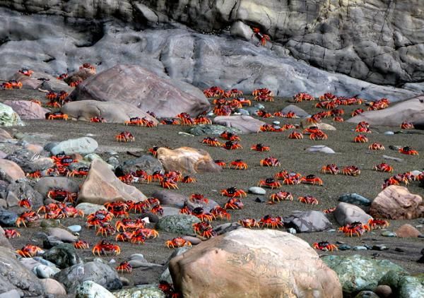 panama-crabs-beach-100726-02