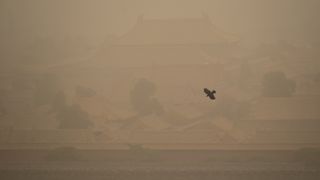 A crow flies through the thick dust over the Forbidden City Palace.
