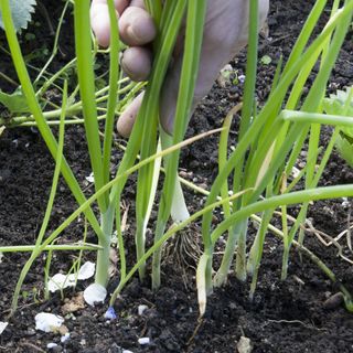 Pulling spring onions from the ground