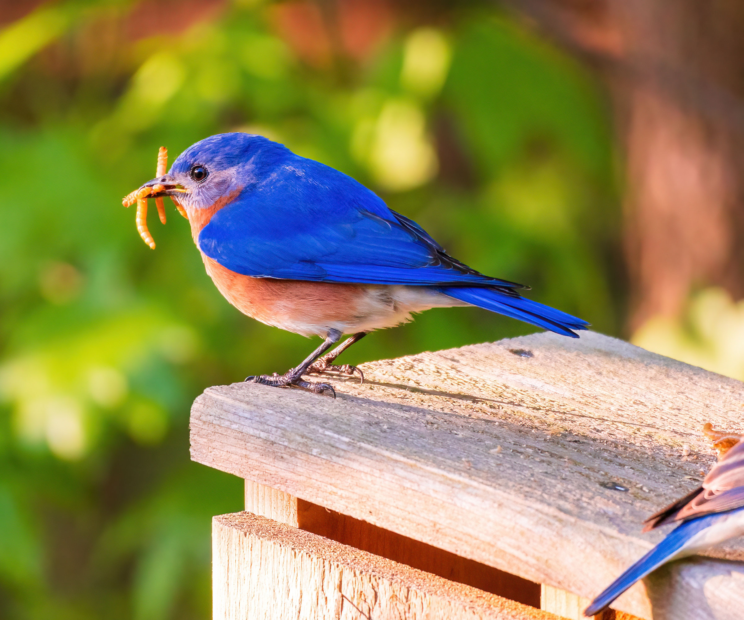bluebird clutching mealworms in beak