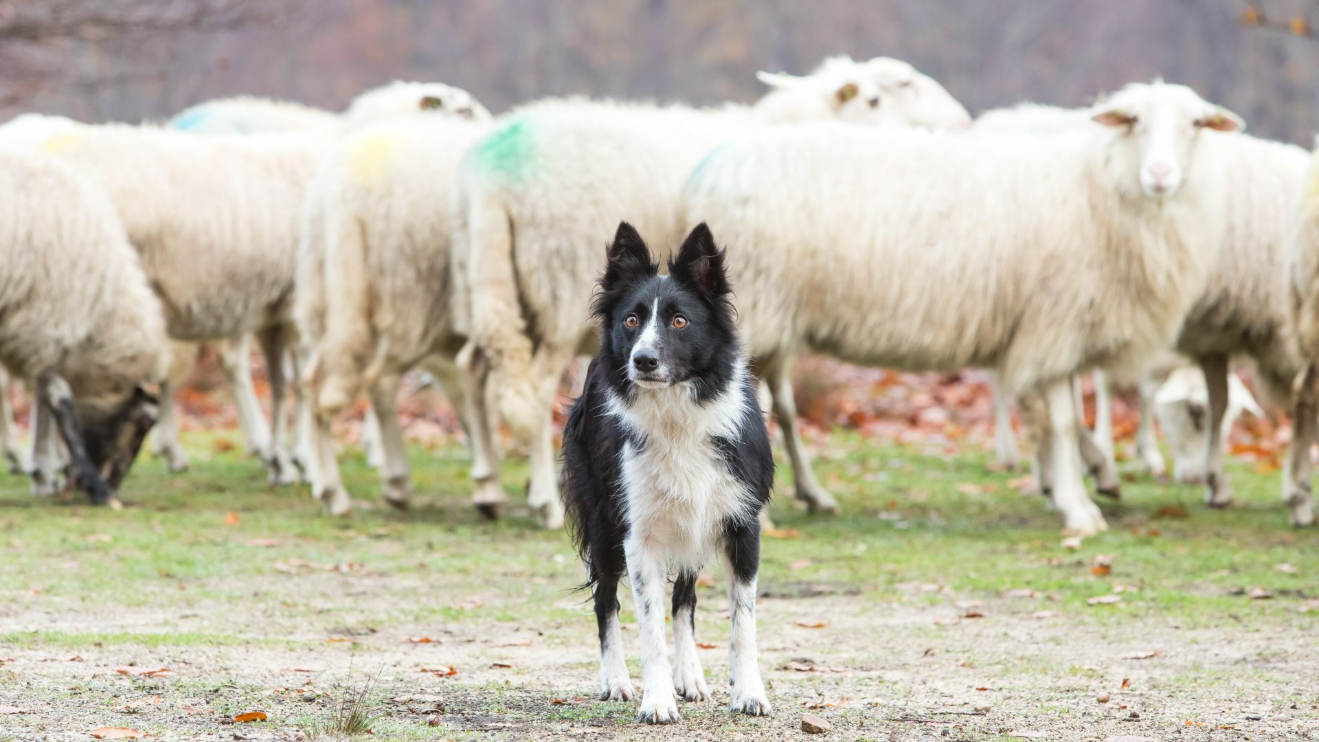 Border collie standing next to sheep