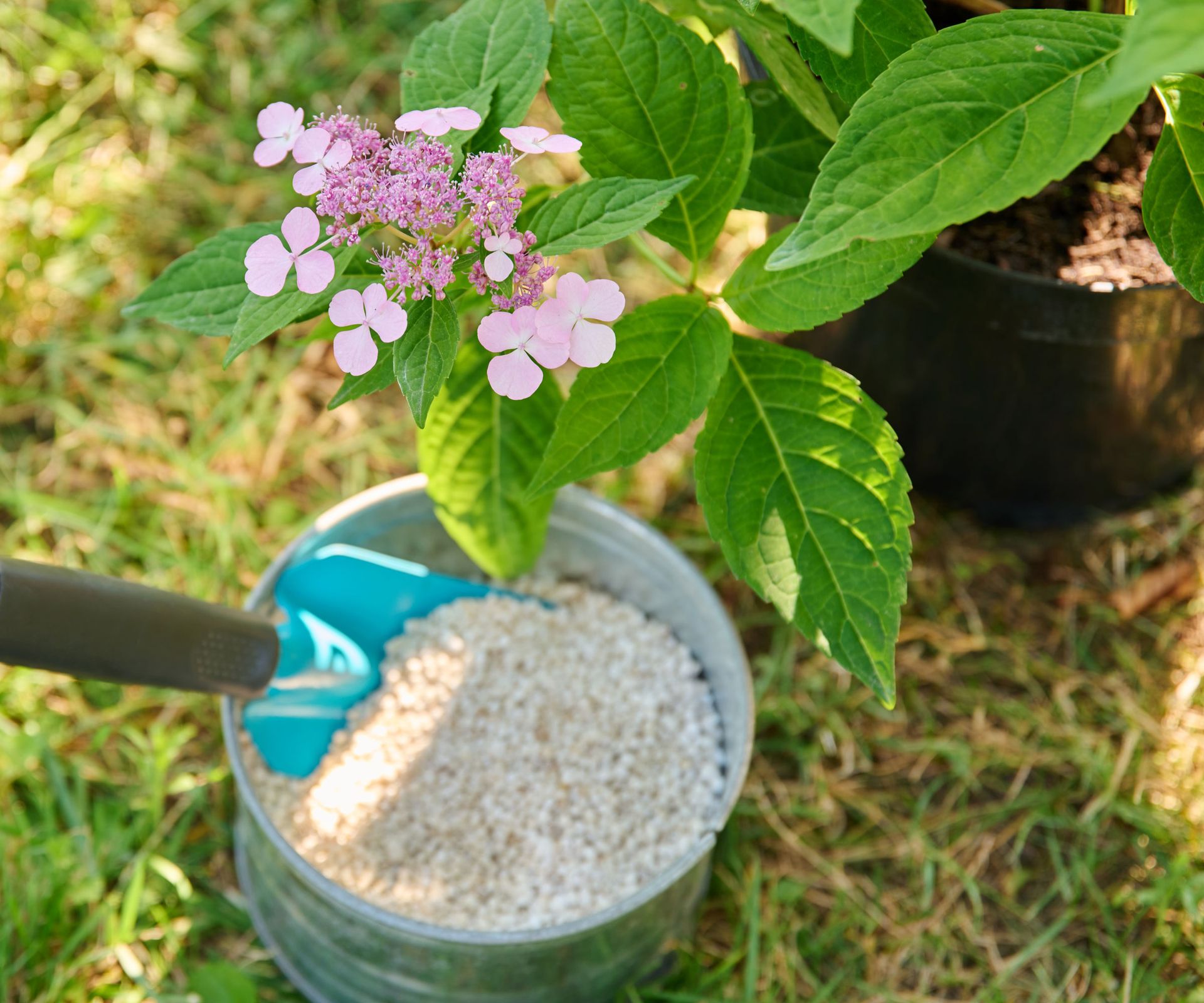 granular fertilizer in tub near hydrangea plant