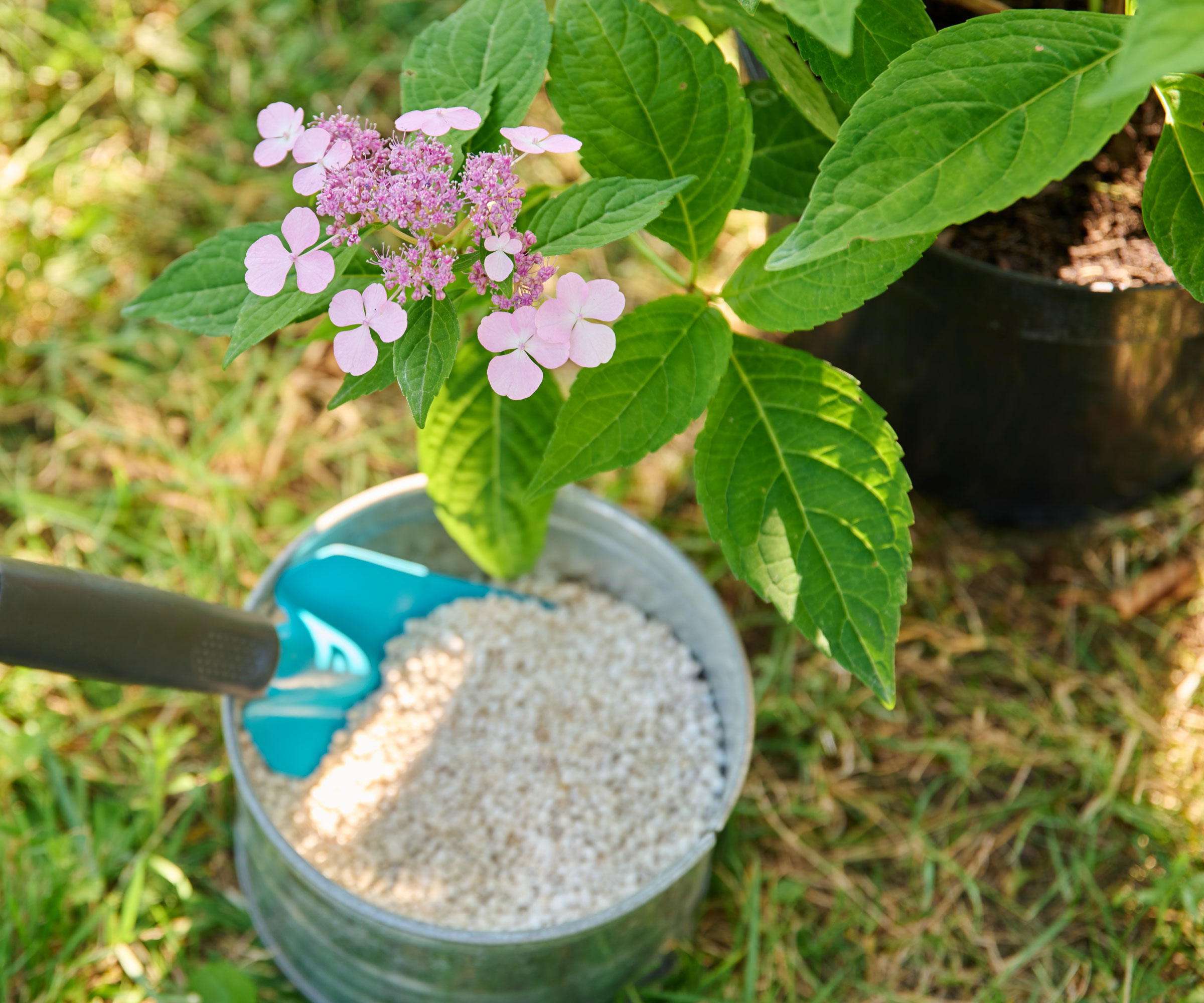 granular fertilizer in tub near hydrangea plant