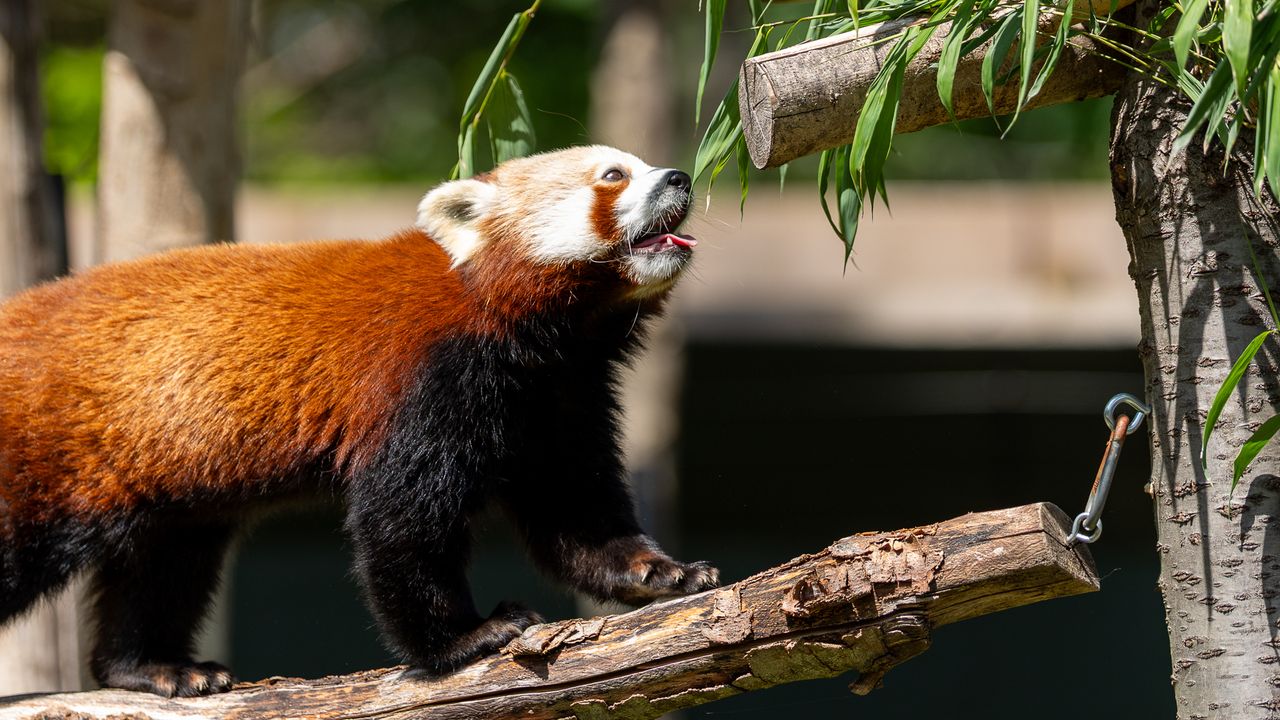 red panda about to eat leaves