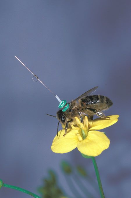 Dancing Bees Speak in Code | Live Science
