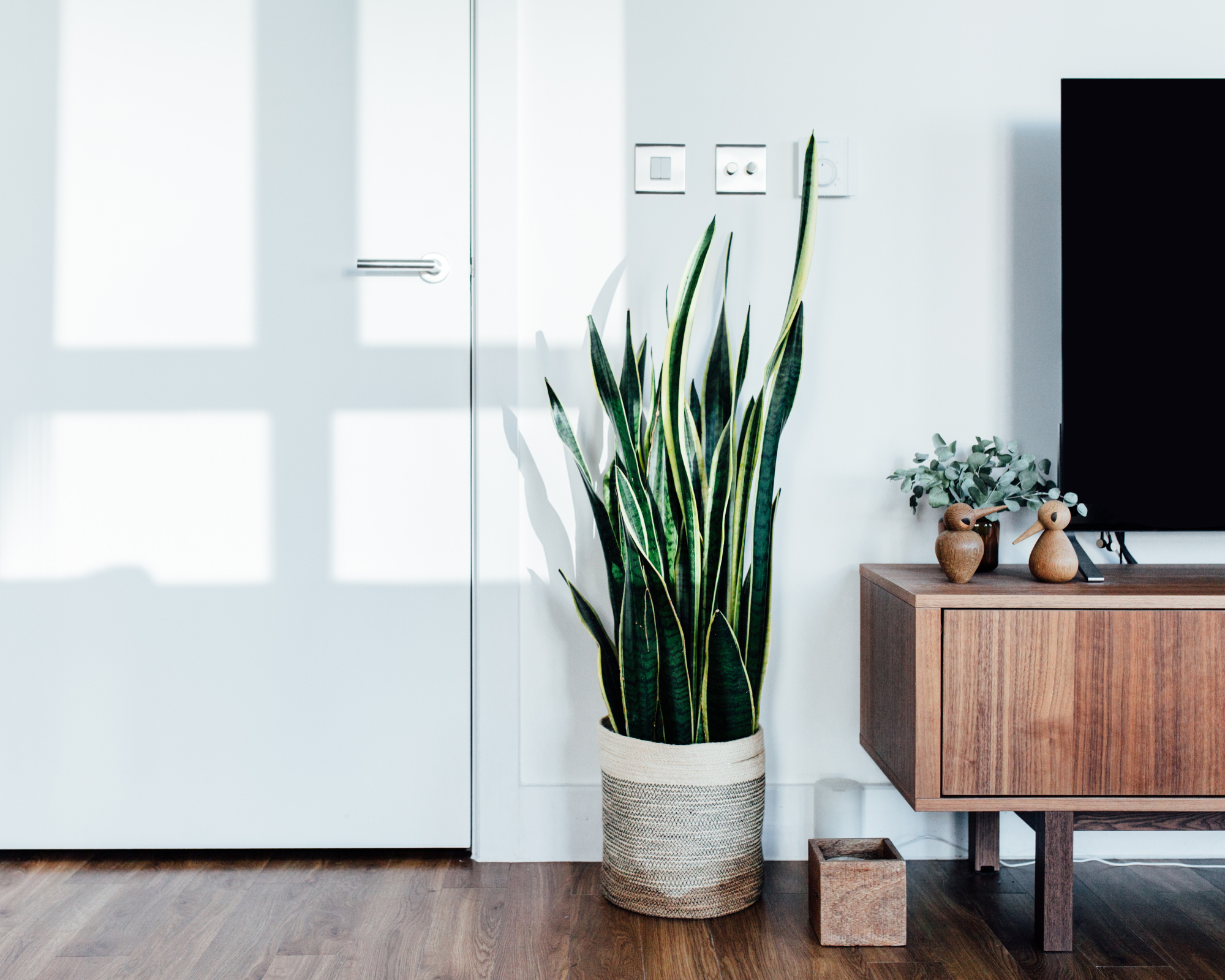 Snake plant next to door and TV in living room