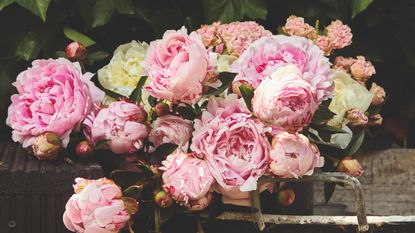 Peonies in the garden