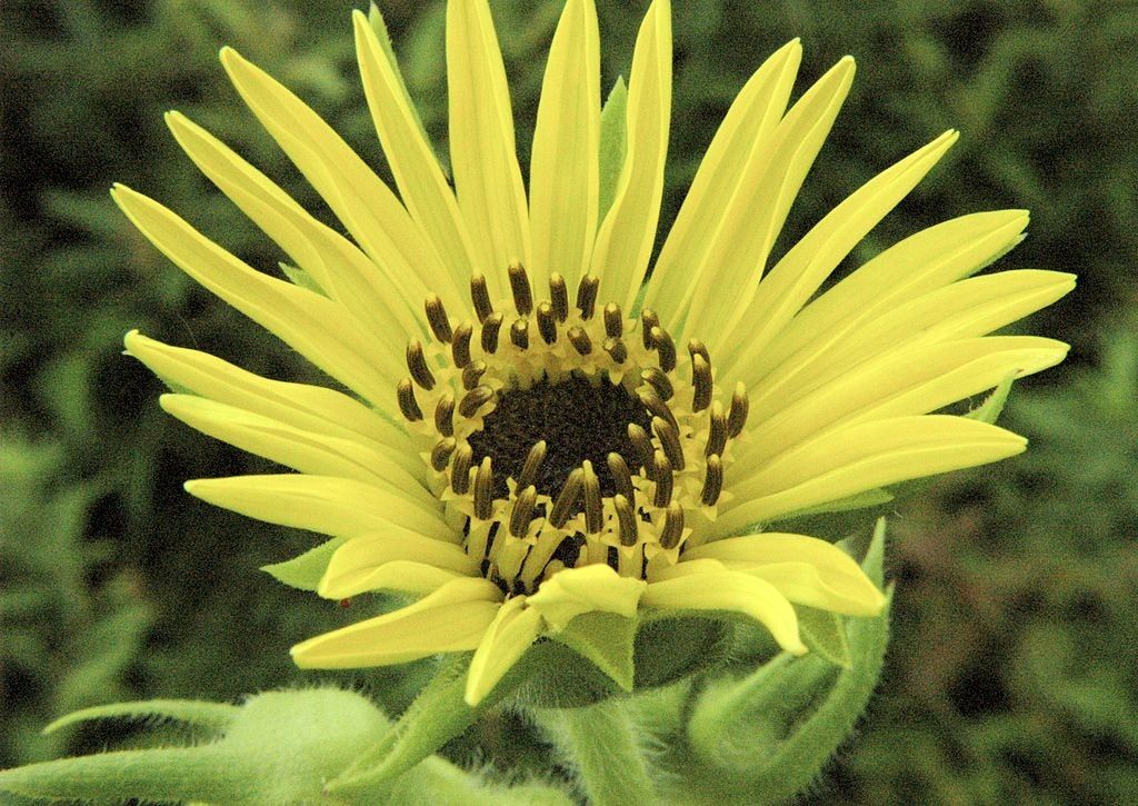 Yellow Compass Plant