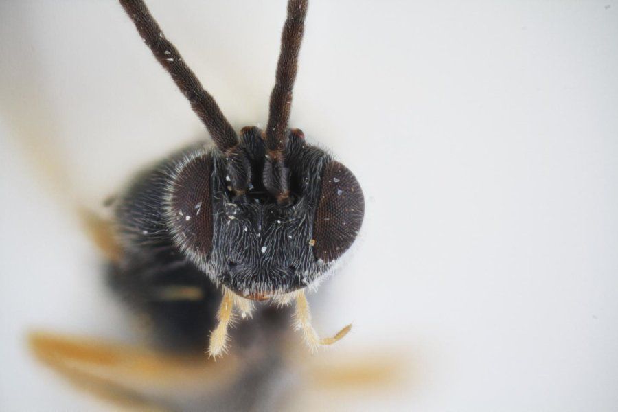 Game Over Man This Australian Wasp Lays Chest Bursting Alien