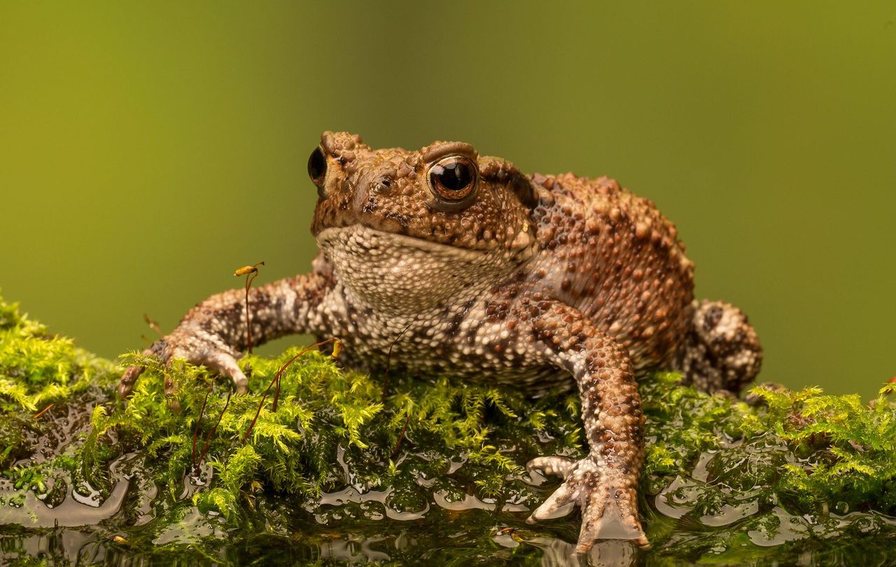 A common European toad, Bufo Bufo.