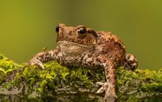 A common European toad, Bufo Bufo.