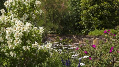 Philadelphus shrub in flower in a pretty garden