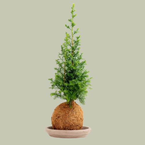 Etsy, Mini Christmas Tree, Coco Fibre Kokedama,