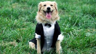 Dog wearing tuxedo