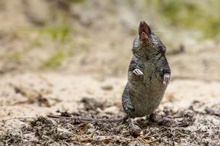 A shrew