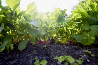 Close up of radishes growing in a vegetable plot
