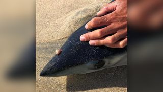 A close-up of the shark's head wound.