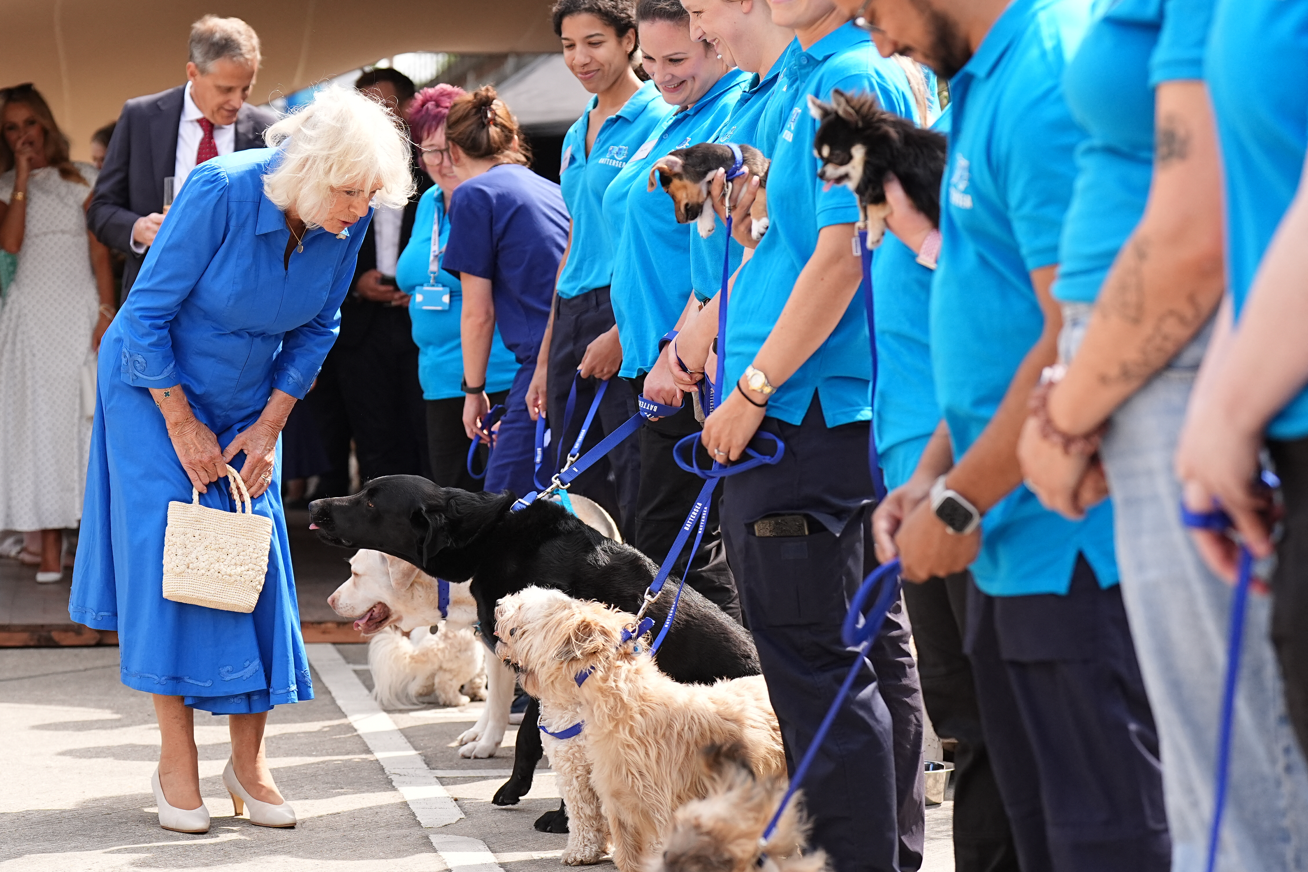 Queen Camilla, dressed in blue, greeting Battersea Dogs &amp;amp; Cats Home staff and several rescue dogs lined up on leads during a visit to the charity.